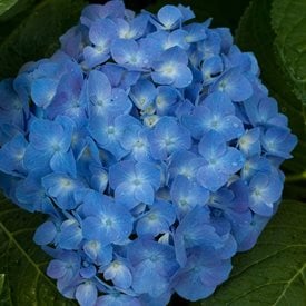 Let’s Dance® Blue Jangles® Reblooming Hydrangea