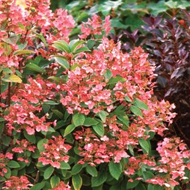 Quick Fire® Panicle Hydrangea