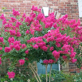 Lagerstroemia indica fauriei ‘Tonto’