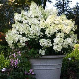 Tiny Quick Fire™ Panicle Hydrangea