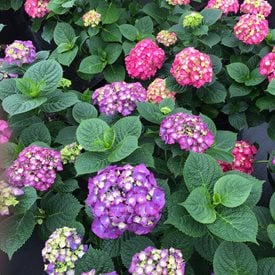 Let’s Dance Big Band® Reblooming Hydrangea