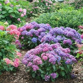 Let’s Dance Lovable® Hydrangea