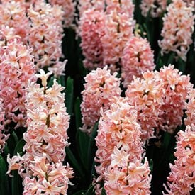 Hyacinthus orientalis ‘Gypsy Queen’