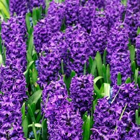 Hyancinthus orientalis ‘Peter Stuyvesant’