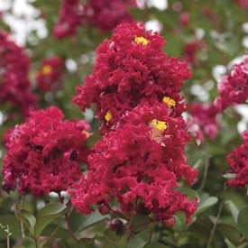Lagerstroemia indica ‘Dynamite’