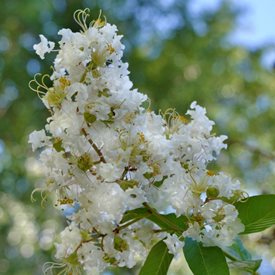 Lagerstroemia indica fauriei ‘Natchez’