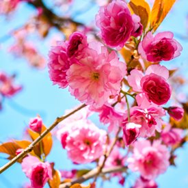 Malus ioensis 'Prairie Rose’