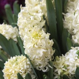 Hyancinthus orientalis ‘City of Haarlem’