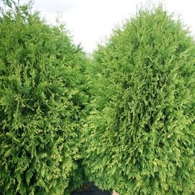 Cheer Drops™ arborvitae