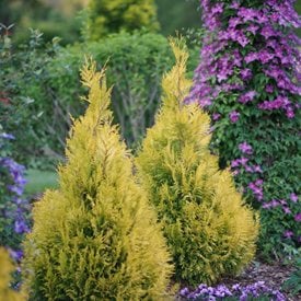Fluffy Western arborvitae