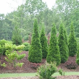 THUJA OCCIDENTALIS North Pole