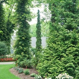 Sting arborvitae