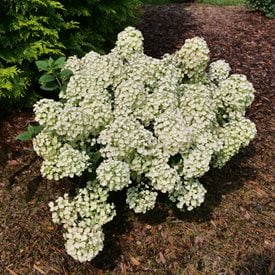 Bobo® Panicle Hydrangea