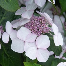 'Lanarth White' Lacecap Hydrangea