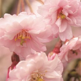 Prunus subhirtella ‘Autumnalis’