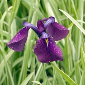 Iris ensata ‘Variegata’