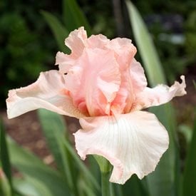 Iris germanica ‘Beverly Sills’