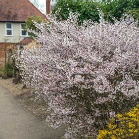 Prunus incisa ‘Kojo-no-mai’