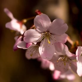 Prunus serrulata ‘Amanogawa’