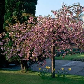 Prunus serrulata ‘Kiku-shidare-zakura’