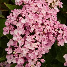 'Ayesha' Bigleaf Hydrangea