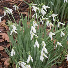 Galanthus ‘Atkinsii’