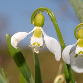 Galanthus elwesii