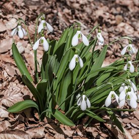 Galanthus plicatus