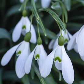 Galanthus ‘Hippolyta’