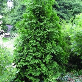 THUJA ‘GREEN GIANT’