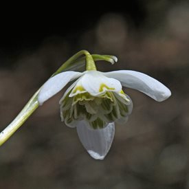 Galanthus nivalis ‘Flore Pleno’