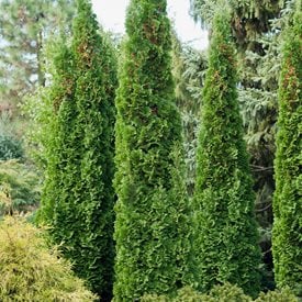 THUJA OCCIDENTALIS ‘DEGROOT’S SPIRE’