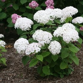 Invincibelle Wee White®