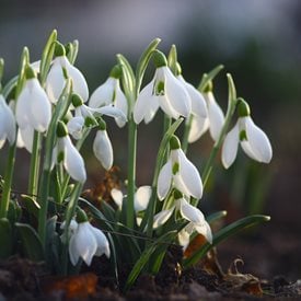 snowdrops planting caring for