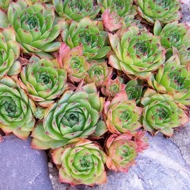 Sempervivum