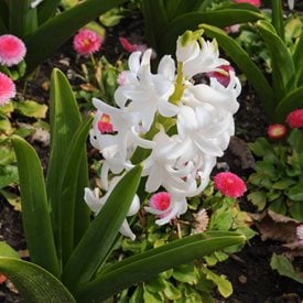 Hyacinthus orientalis ‘Carnegie’