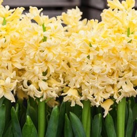 Hyacinthus orientalis ‘Yellow Queen’