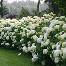 Incrediball smooth hydrangea