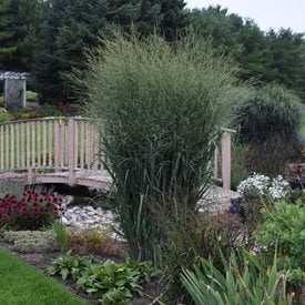Prairie Winds® 'Totem Pole' Switchgrass