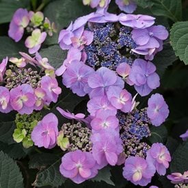 Tuff Stuff™ Reblooming Mountain Hydrangea