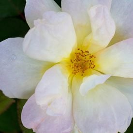 Rosa ‘Radsunny’