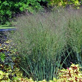 'Heavy Metal' Switchgrass
