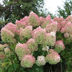 Peegee Hydrangea