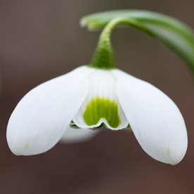 Galanthus ‘Hippolyta’