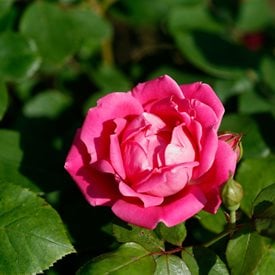 Rosa ‘Radtkopink’