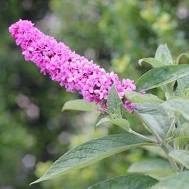 Lo & Behold ‘Pink Micro-Chip’’