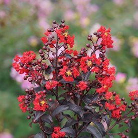 Center Stage Red crape myrtle
