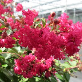 are crape myrtles poisonous to dogs