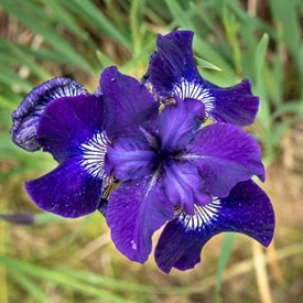 Iris sibirica ‘Ruffled Velvet’