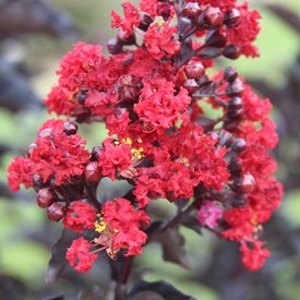 is crepe myrtle poisonous to dogs